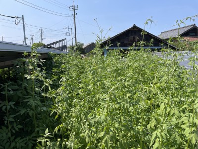 写真 2025-09-01 13 01 36